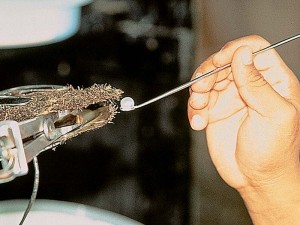 Photo courtesy Utopia-Gaia A technician removes a pearl from a mollusk body after cutting the pearl sac using a special surgery tool called a 'spoon.'