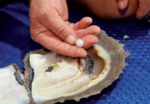 Photo courtesy Utopia-Gaia A technician shows the pearl and the internal morphology of mollusk organs.