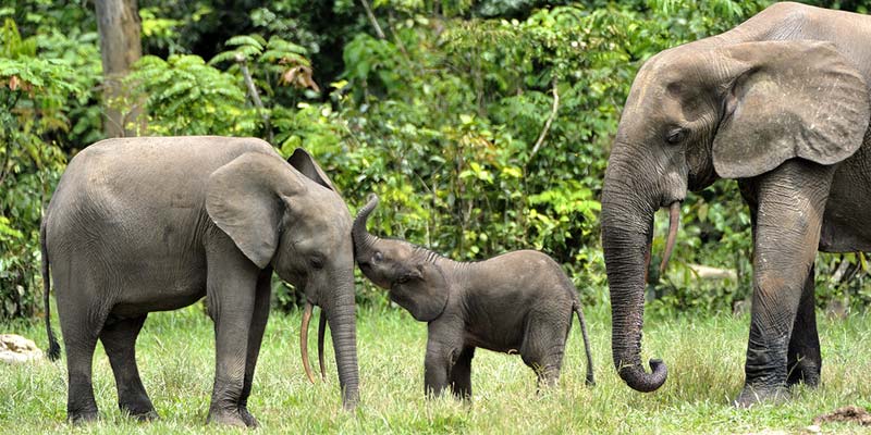 elephant-main