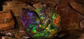 The beauty of Canadian ammolite