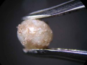 After almost five days, the dull white surface of the pearl immersed in white wine was completely covered by crystalline precipitations of a brownish colour. Photo taken under 20x magnification.