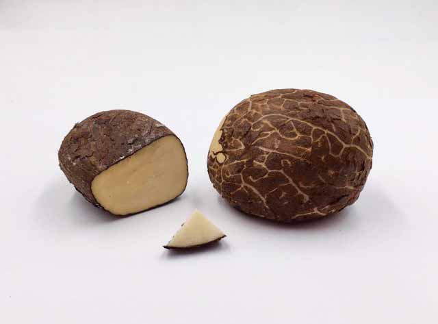 Corozo nuts (also known as tagua nuts) can be an alternative to ivory and typically range from 4 to 8 cm (1 ½ to 3 in.) tall.
