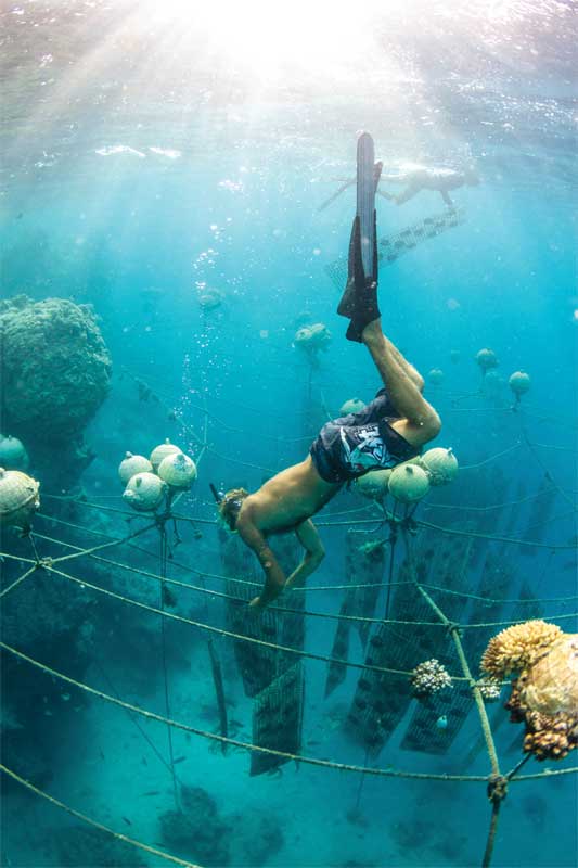 Kamoka Pearls farms Tahitian pearls using practices that actually benefit aquatic life. Photo by Josh Humbert