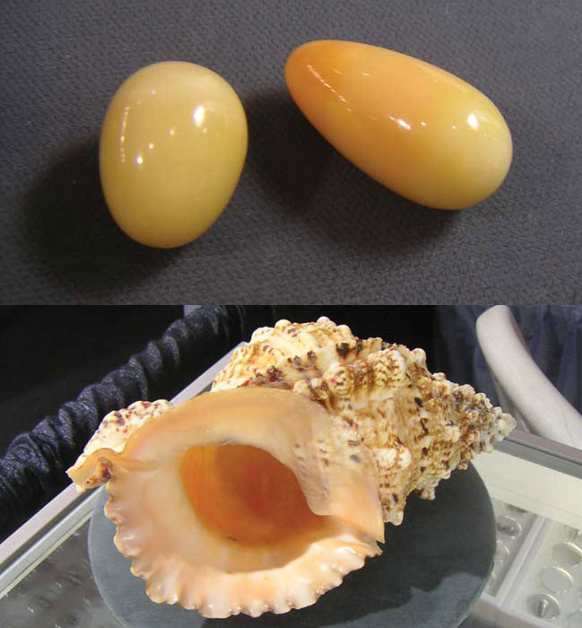 Photos courtesy Rankins family Figure 3 (top): Two pearls from Tutufa bubo (38 and 31 carats, respectively); Figure 4 (bottom): Shell of the Tutufa bubo. Photos courtesy Rankins family