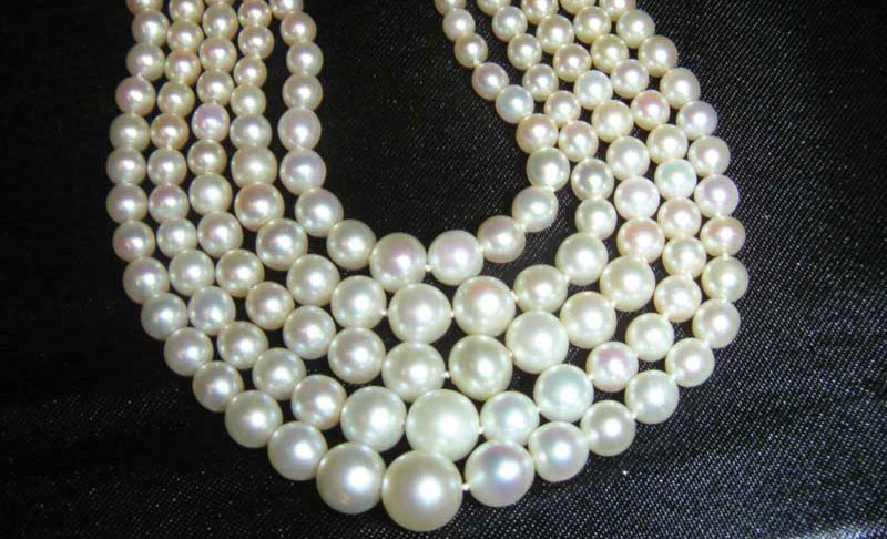 Atlantic gold pearl shells occur in abundance. Perfect! Get many golden  pearls at once 