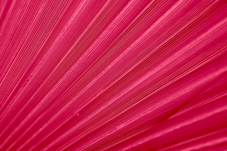 Strength, vigor, and inclusiveness are at the essence of Pantone Color Institute’s 2023 colour of the year. ‘Viva Magenta,’ a vibrant relative of the red family, has been selected for the innate fearless strength it evokes.