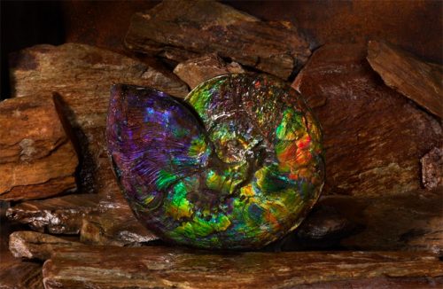 ammonite fossilized shell